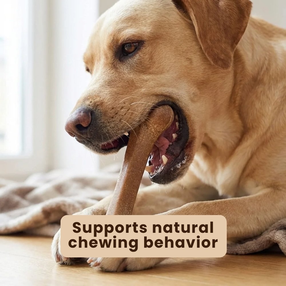 Durable Bone Chew Toy Set for Dogs (3-Pack)